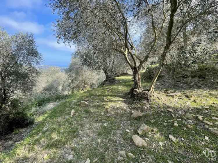Uliveto 4000 mq con 100 piante di ulivo Taggiasca vista mare