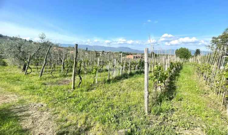 Terreno Agricolo in Vendita Seano 5000 mq Oliveto Vigneto